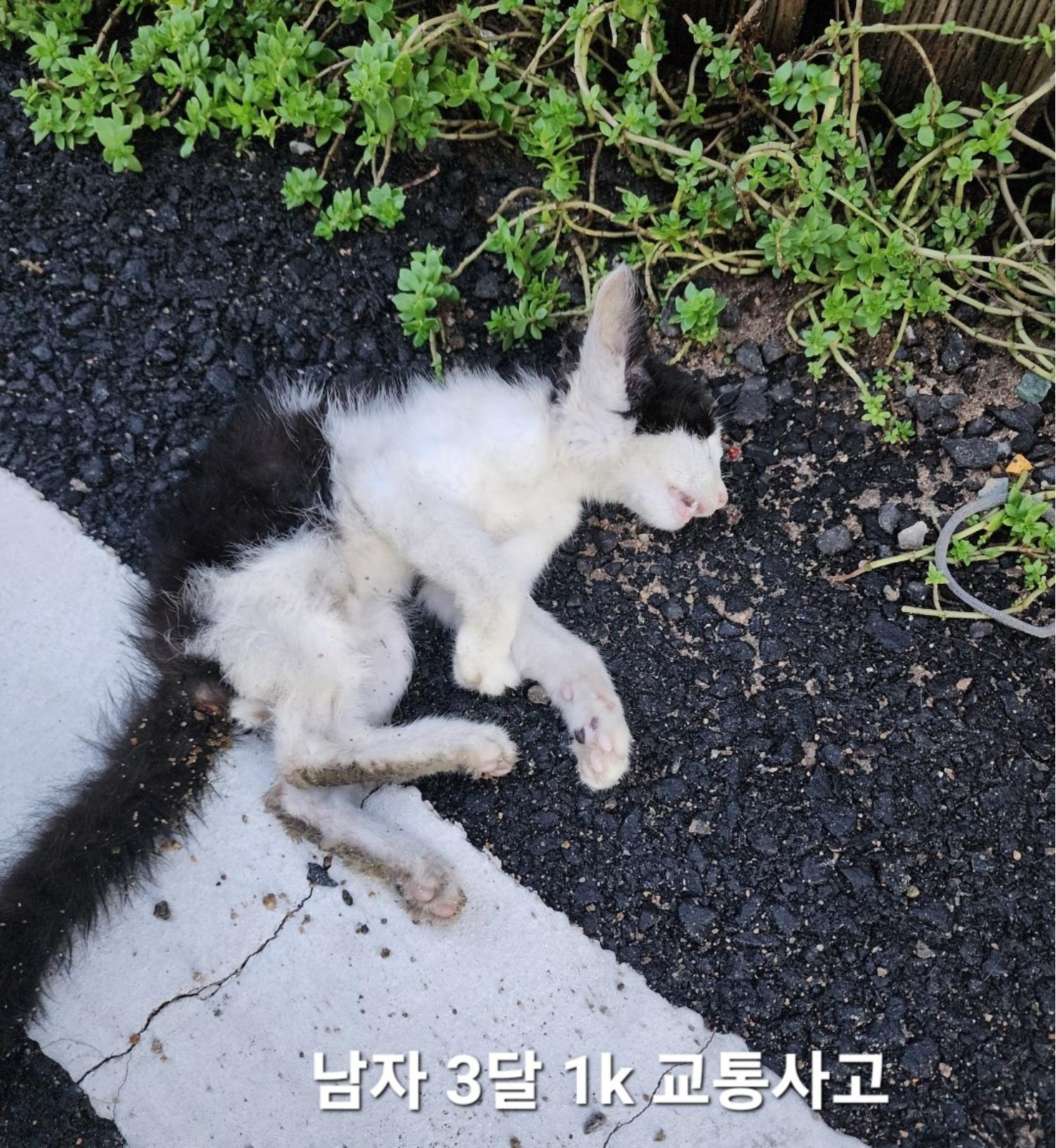 한국 고양이 이미지 파일 입니다.